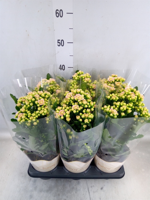 <h4>Kalanchoe  'MoreFlow Sunny Pink'</h4>