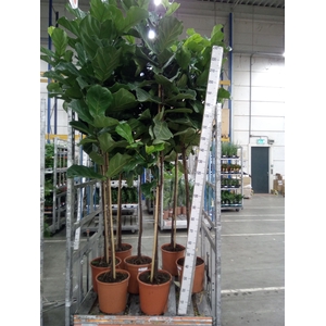 Ficus lyrata