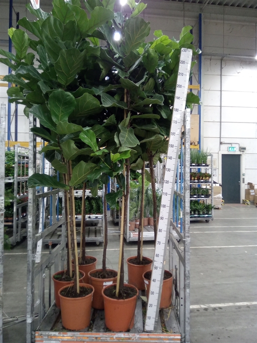 <h4>Ficus lyrata</h4>