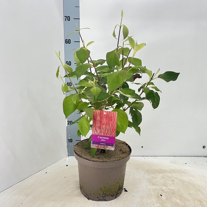 <h4>Cornus alba Sibirica</h4>
