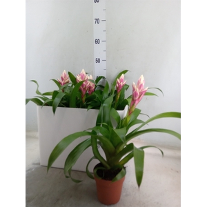 Guzmania  'Candy'