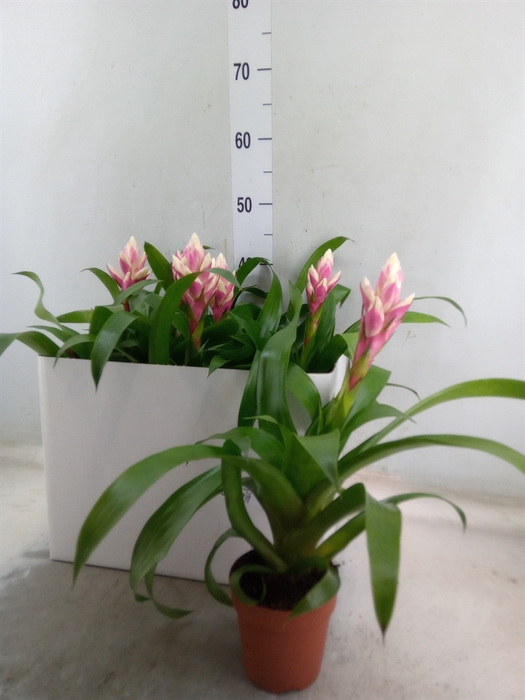<h4>Guzmania  'Candy'</h4>