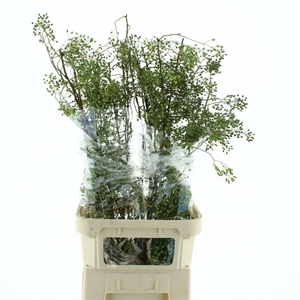 Rosa Corallo Green