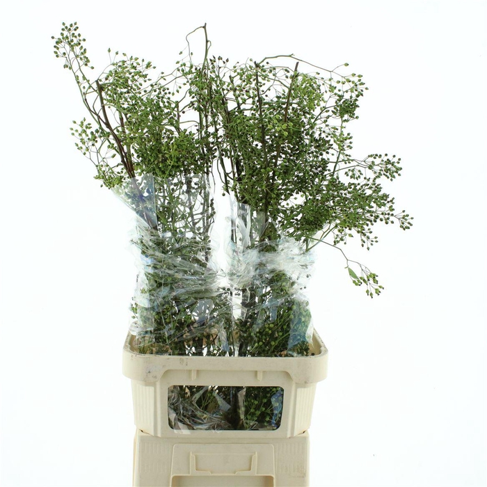 <h4>Rosa Corallo Green</h4>