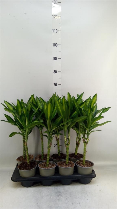 <h4>Dracaena frag. 'Cintho'</h4>