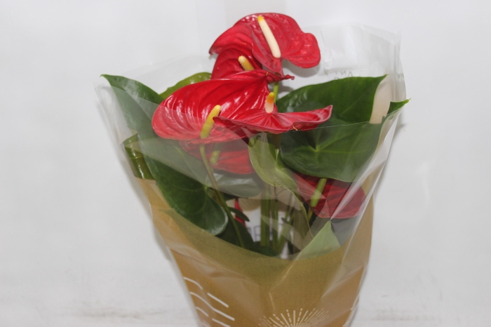<h4>ANTHURIUM P17 VERMELHO</h4>