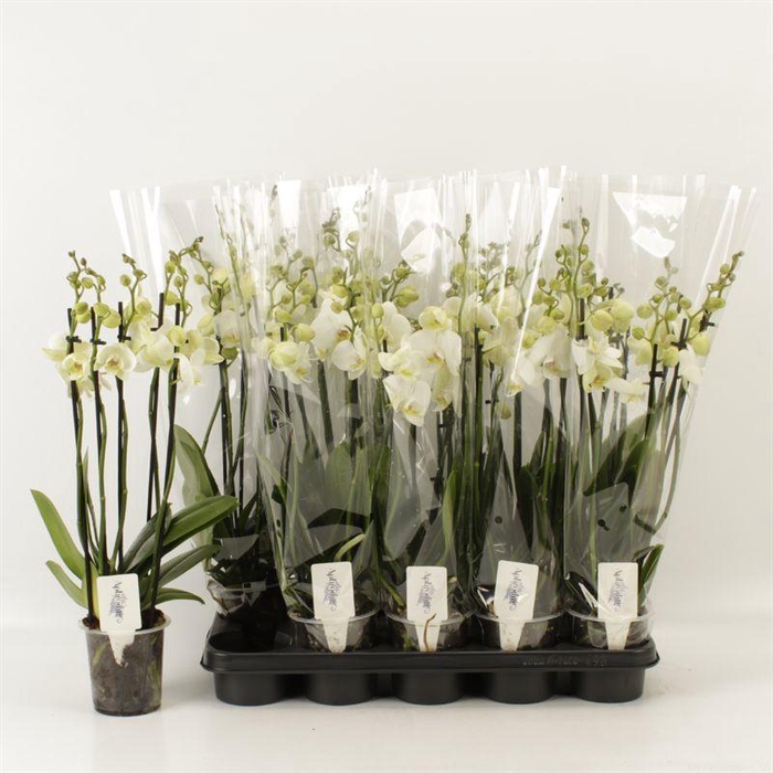 <h4>PHAL OV WIT</h4>