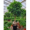 Ficus Exotica