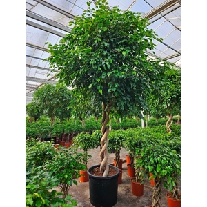 Ficus Exotica