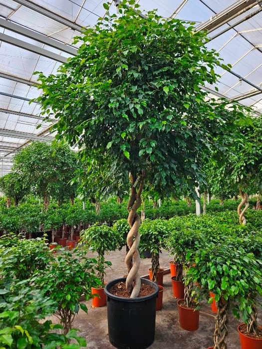 <h4>Ficus Exotica</h4>