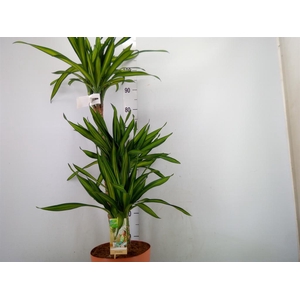 Dracaena frag. 'Riki'