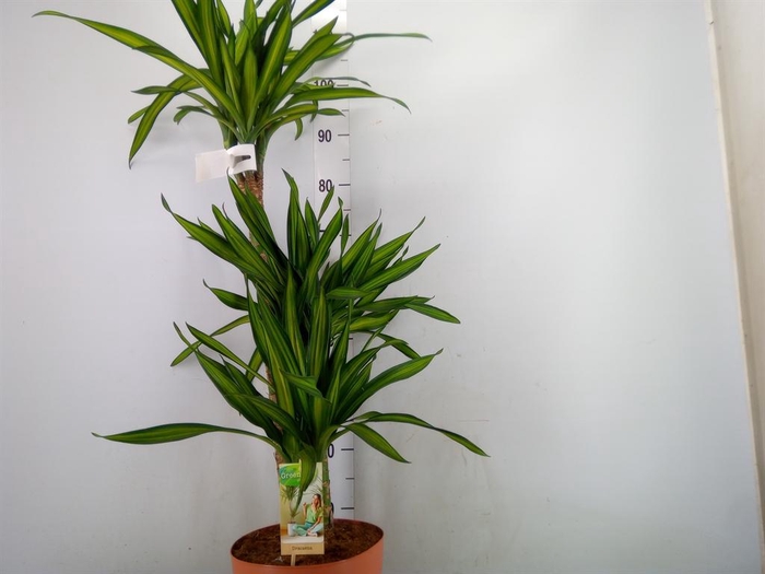 <h4>Dracaena frag. 'Riki'</h4>