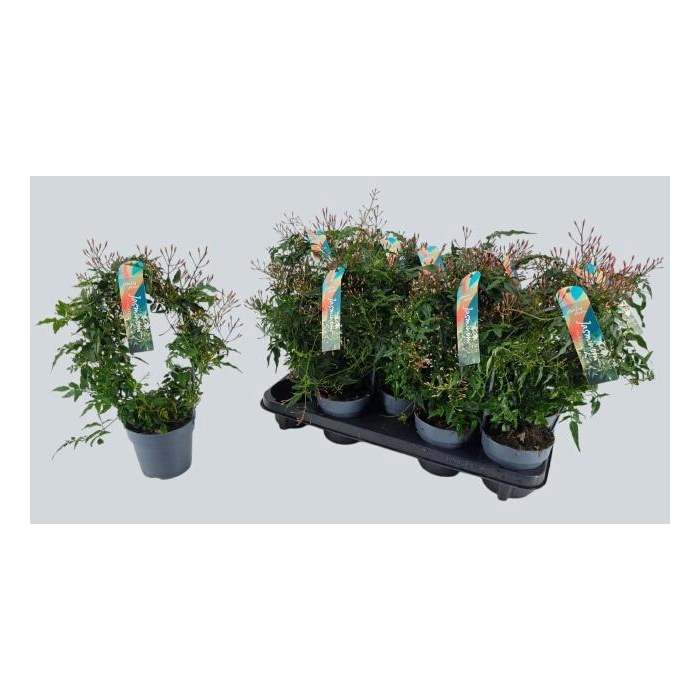 <h4>JASM POLYANTHUM WIT</h4>