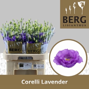 EUS G CORELLI LAVEND