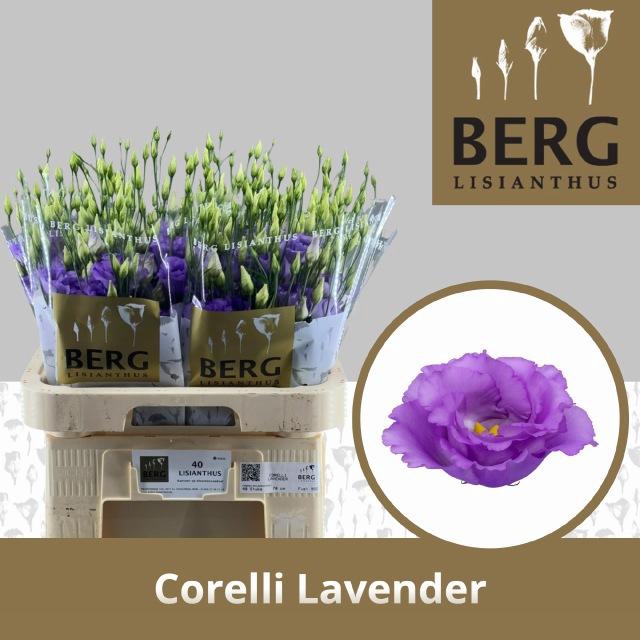 <h4>EUS G CORELLI LAVEND</h4>