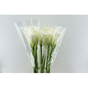 Zantedeschia Aeth Avalanche White