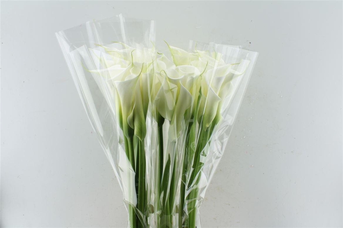<h4>Zantedeschia Aeth Avalanche White</h4>