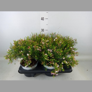 Chamelaucium unci.   ...