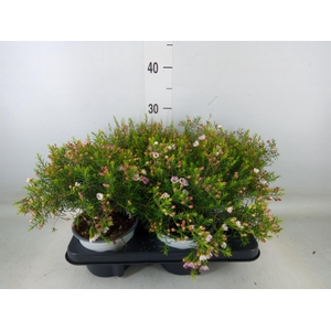 Chamelaucium unci.   ...