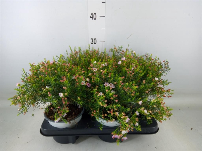 <h4>Chamelaucium unci.   ...</h4>