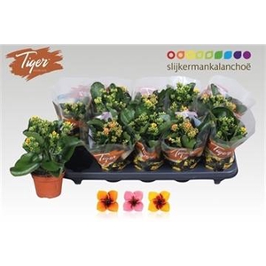 KAL EN TIGER GEM