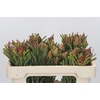 Kaaps Groen Plumosum Rubrum