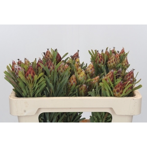 Kaaps Groen Plumosum Rubrum
