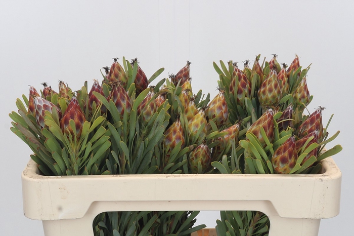 <h4>Kaaps Groen Plumosum Rubrum</h4>