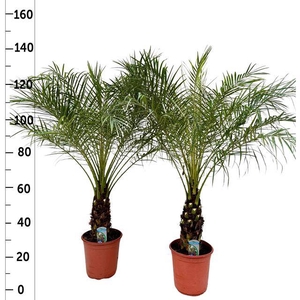 Phoenix roebelenii 24Ø 120cm