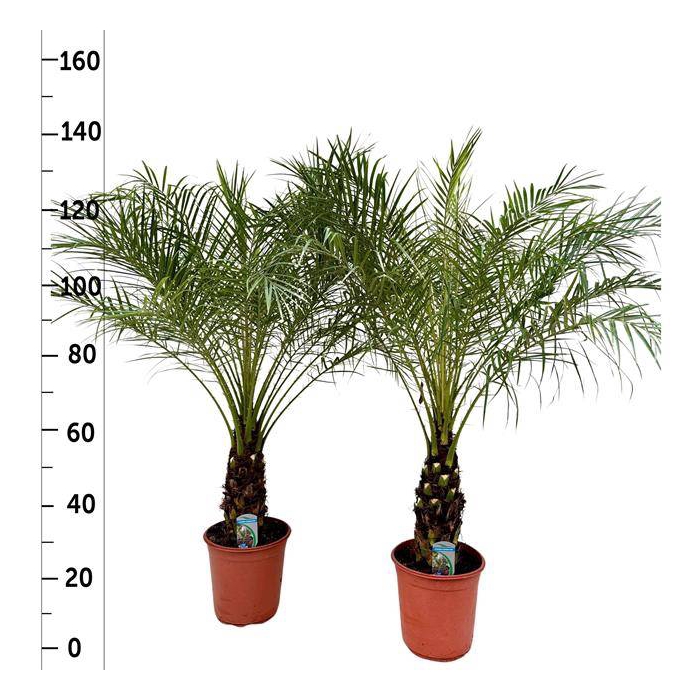 <h4>Phoenix roebelenii 24Ø 120cm</h4>