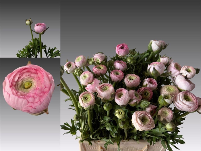 <h4>Ran Aazur Pink N L</h4>