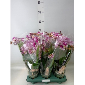 Phalaenopsis   ...red