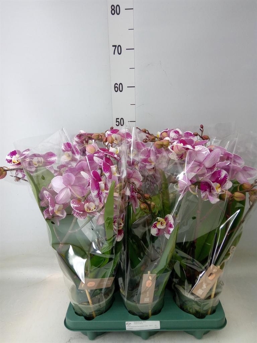 <h4>Phalaenopsis ...red</h4>