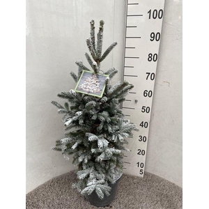 Picea Gl Super Green