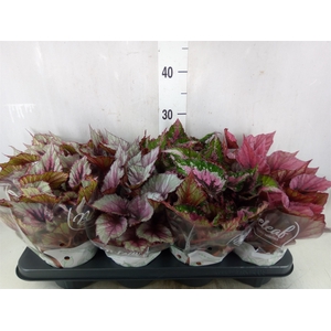 Begonia BD 'Beleaf'   ...mix