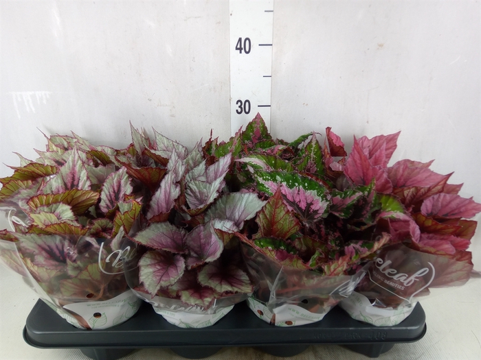 <h4>Begonia BD 'Beleaf'   ...mix</h4>