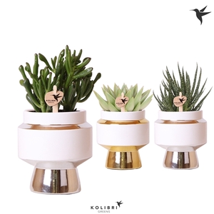 Kolibri Greens Succulenten mix in Le Chic pot mix