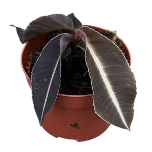 Labisia Pumila