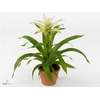 Guzmania Suerte White