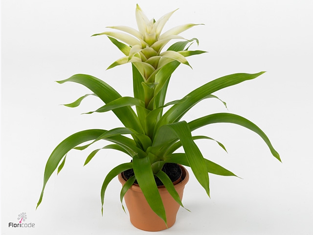 Guzmania Suerte White