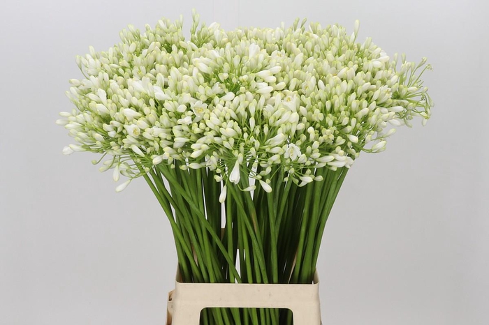 <h4>Agapanthus White Grace</h4>