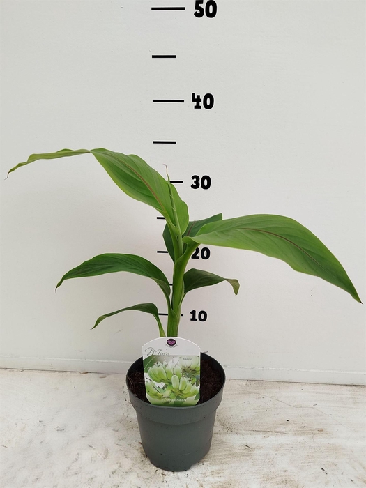 <h4>Musa basjoo</h4>