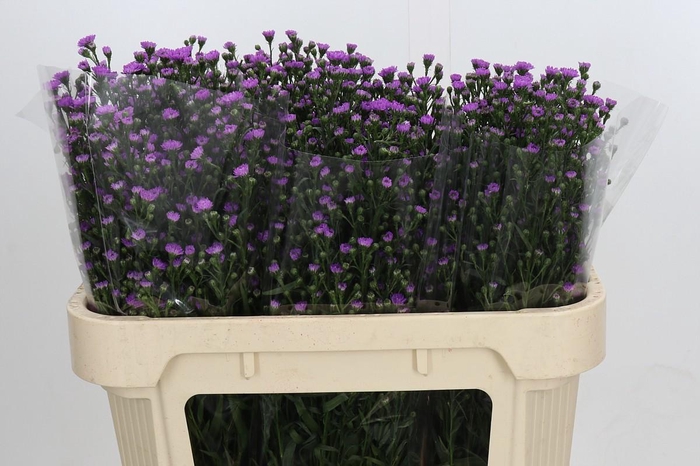 Aster Baby Pink