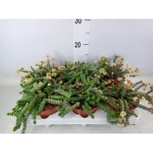 Crassula marnieriana