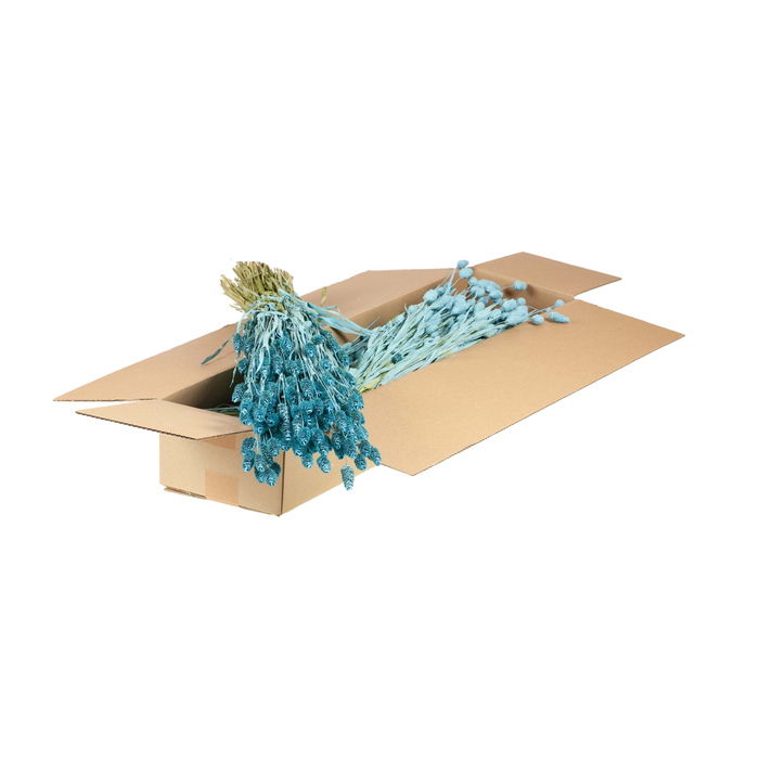 <h4>Phalaris Sb Blue Misty</h4>