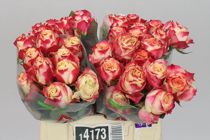 <h4>Rosa Gr Chapeau</h4>