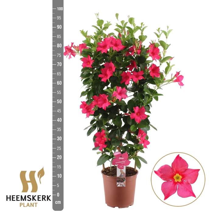 <h4>MANDE SUMMERST PINK</h4>