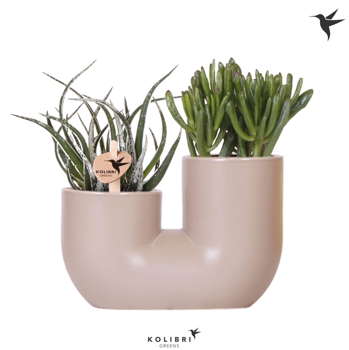 <h4>Kolibri Greens Succulenten mix in Tube pot sand</h4>