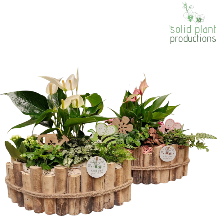 <h4>HAT006 Napoli Large White/Pink Anthurium</h4>