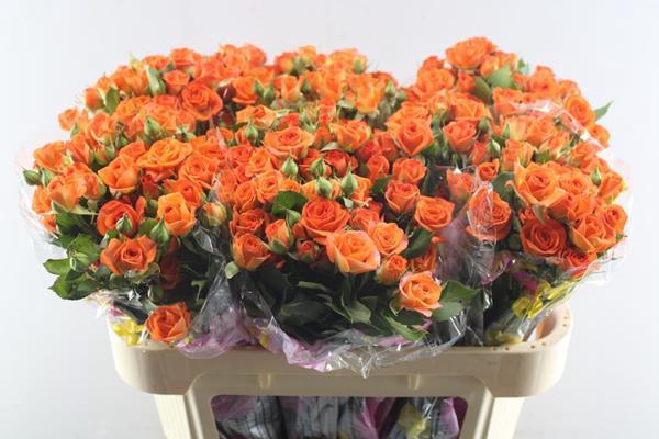 <h4>R Tr Babe L70</h4>